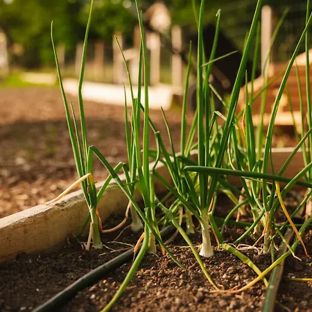 Ladybug Eco House Tatil Evi *