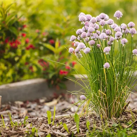 Ladybug Eco House * Gradisce pri Lukovici
