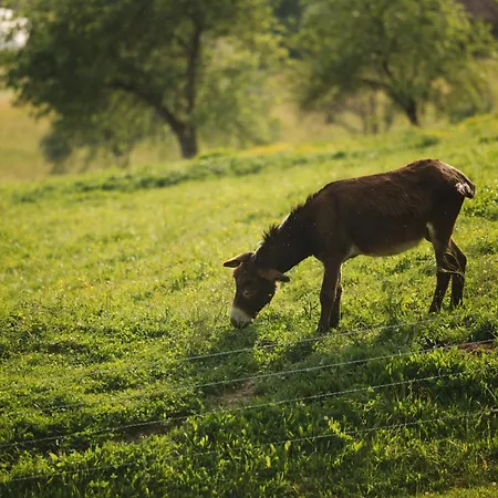 Ladybug Eco House Σπίτι διακοπών