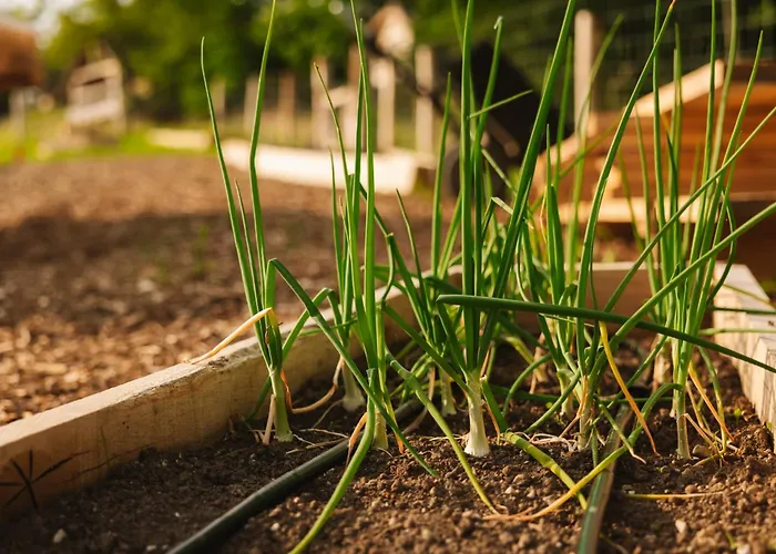 Ladybug Eco House Nyaraló *