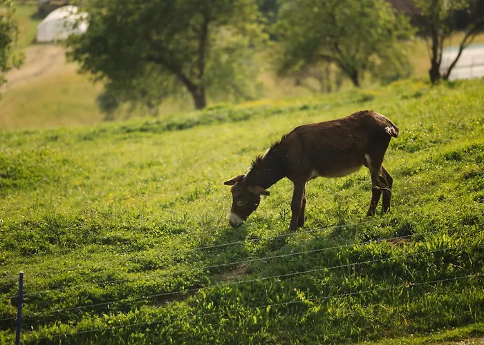 Ladybug Eco House Nyaraló