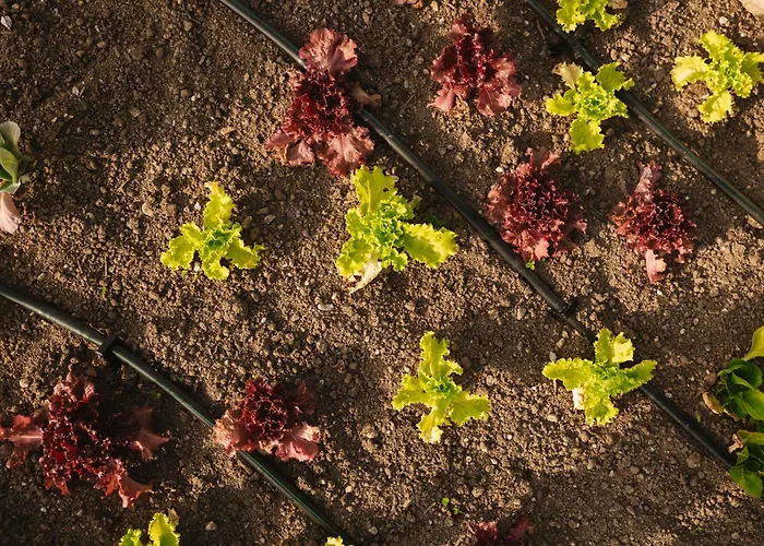 Nyaraló Ladybug Eco House